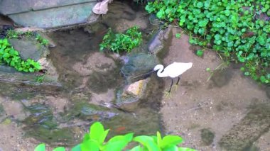Beyaz balıkçıl balığı Güneydoğu Asya 'da Patong Sahili' nde Kathu Bölgesi Phuket Adası Bölgesi Güney Tayland 'da nehir suyunda avlanır ve balık avlar..