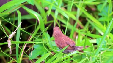 Güneydoğu Asya 'da Patong Sahili' nde, Kathu Bölgesi Phuket Adası Güney Tayland 'da küçük tropik kahverengi kuş ot ve bitki yer..