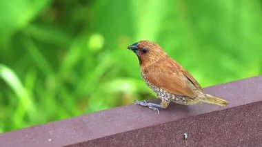 Güneydoğu Asya 'da Patong Sahili Kathu Bölgesi Phuket Adası Güney Tayland' da çimen arka planında küçük tropik kahverengi kuş bulunur..