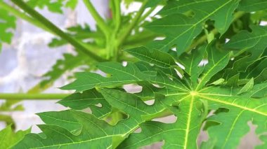 Papaya tree with leaves flowers fruits and stem in Patong Beach Kathu District Phuket Island Province Southern Thailand in Southeast Asia.