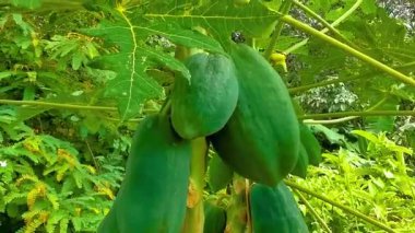 Papaya tree with leaves flowers fruits and stem in Patong Beach Kathu District Phuket Island Province Southern Thailand in Southeast Asia.