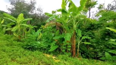 Tropikal manzara yağmur ormanları doğa palmiye ağaçları ve dağlar Patong Sahili 'nde Kathu Bölgesi Phuket Adası Güney Tayland, Güneydoğu Asya.