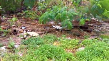 Kathu Phuket Tayland 22 numara. Ekim 2025 Güneydoğu Asya 'da Patong Sahili' nde Kathu Bölgesi Phuket Adası Bölgesi Güney Tayland 'da çöpte sürünecek çok sayıda şişman sıçan var..