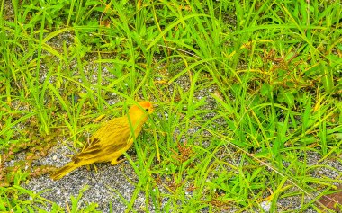 Angra dos Reis Eyaleti Rio de Janeiro Brezilya 'da çayırda oturan sarı tropik küçük kuş..