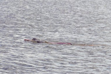 Amazon nehir yunusları Boto bufeo veya pembe nehir yunusları Rio Negro 'da yüzüyorlar Iranduba Manaus Eyaleti Amazon Brezilya' da.
