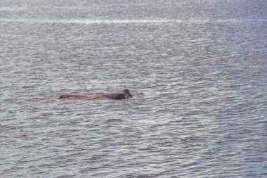 Amazon nehir yunusları Boto bufeo veya pembe nehir yunusları Rio Negro 'da yüzüyorlar Iranduba Manaus Eyaleti Amazon Brezilya' da.