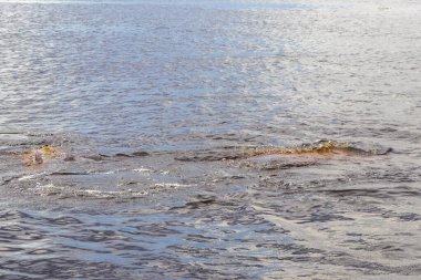 Amazon nehir yunusları Boto bufeo veya pembe nehir yunusları Rio Negro 'da yüzüyorlar Iranduba Manaus Eyaleti Amazon Brezilya' da.