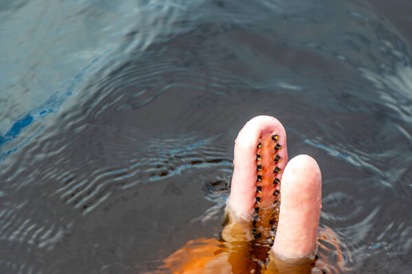 Дельфины реки Амазонки Boto bufeo или розовый речной дельфин плавание на поверхности воды в Рио-Негро в Iranduba Manaus штат Амазонас Бразилия.