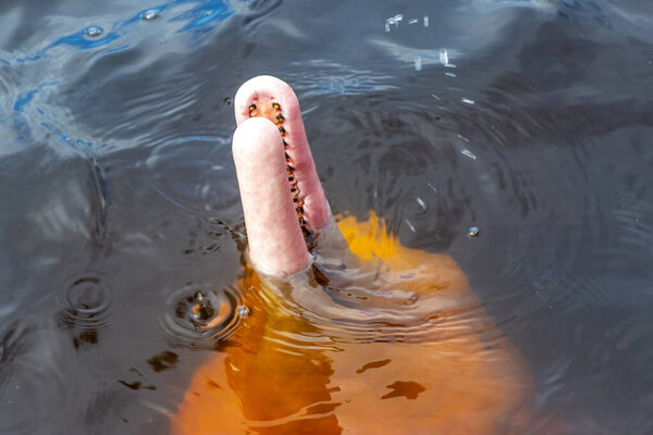 Дельфины реки Амазонки Boto bufeo или розовый речной дельфин плавание на поверхности воды в Рио-Негро в Iranduba Manaus штат Амазонас Бразилия.