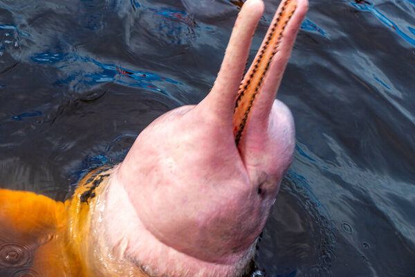 Дельфины реки Амазонки Boto bufeo или розовый речной дельфин плавание на поверхности воды в Рио-Негро в Iranduba Manaus штат Амазонас Бразилия.