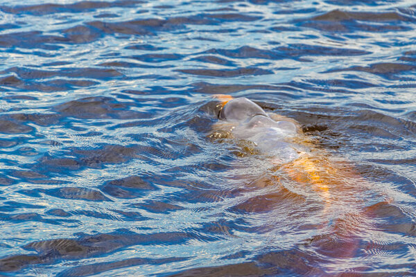Дельфины реки Амазонки Boto bufeo или розовый речной дельфин плавание на поверхности воды в Рио-Негро в Iranduba Manaus штат Амазонас Бразилия.