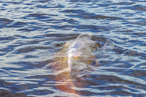 Дельфины реки Амазонки Boto bufeo или розовый речной дельфин плавание на поверхности воды в Рио-Негро в Iranduba Manaus штат Амазонас Бразилия.