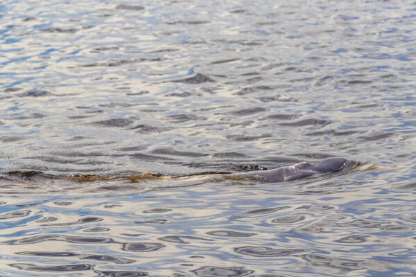 Дельфины реки Амазонки Boto bufeo или розовый речной дельфин плавание на поверхности воды в Рио-Негро в Iranduba Manaus штат Амазонас Бразилия.