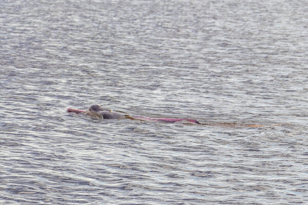 Дельфины реки Амазонки Boto bufeo или розовый речной дельфин плавание на поверхности воды в Рио-Негро в Iranduba Manaus штат Амазонас Бразилия.
