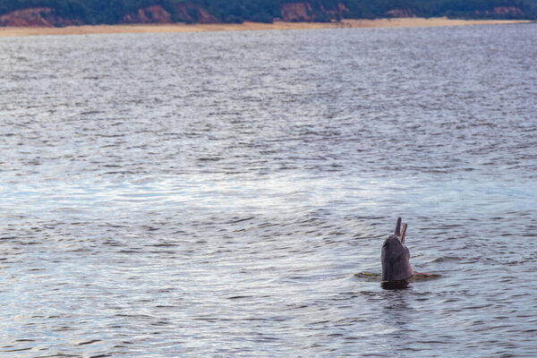 Дельфины реки Амазонки Boto bufeo или розовый речной дельфин плавание на поверхности воды в Рио-Негро в Iranduba Manaus штат Амазонас Бразилия.
