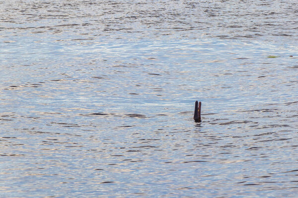 Дельфины реки Амазонки Boto bufeo или розовый речной дельфин плавание на поверхности воды в Рио-Негро в Iranduba Manaus штат Амазонас Бразилия.