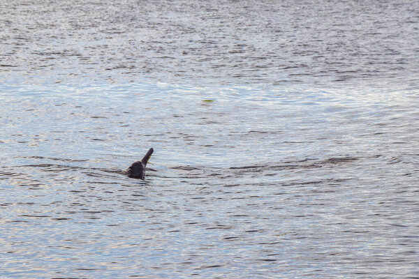 Дельфины реки Амазонки Boto bufeo или розовый речной дельфин плавание на поверхности воды в Рио-Негро в Iranduba Manaus штат Амазонас Бразилия.
