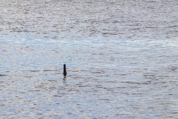 Дельфины реки Амазонки Boto bufeo или розовый речной дельфин плавание на поверхности воды в Рио-Негро в Iranduba Manaus штат Амазонас Бразилия.