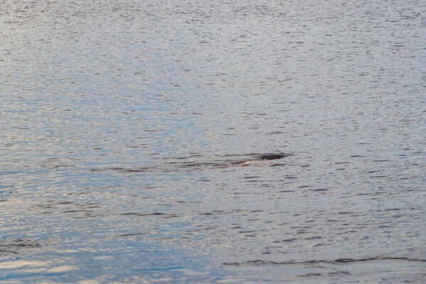 Дельфины реки Амазонки Boto bufeo или розовый речной дельфин плавание на поверхности воды в Рио-Негро в Iranduba Manaus штат Амазонас Бразилия.