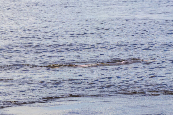 Дельфины реки Амазонки Boto bufeo или розовый речной дельфин плавание на поверхности воды в Рио-Негро в Iranduba Manaus штат Амазонас Бразилия.