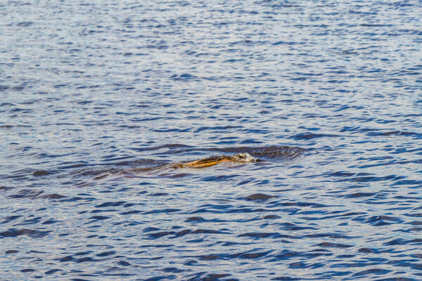 Дельфины реки Амазонки Boto bufeo или розовый речной дельфин плавание на поверхности воды в Рио-Негро в Iranduba Manaus штат Амазонас Бразилия.