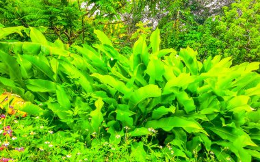 Tropikal manzara yağmur ormanları doğa palmiye ağaçları ve dağlar Patong Sahili 'nde Kathu Bölgesi Phuket Adası Güney Tayland, Güneydoğu Asya.