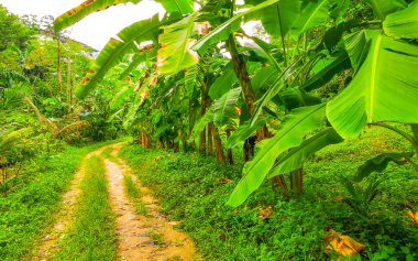 Güneydoğu Asya 'daki Güney Tayland' da Patong Sahili 'ndeki Kathu Bölgesi Phuket Adası' ndaki dağ zirvesine giden tropikal orman ve orman yürüyüş patikası..