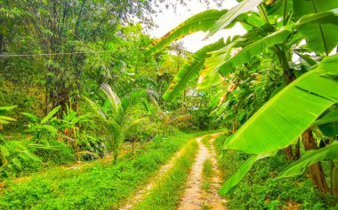Güneydoğu Asya 'daki Güney Tayland' da Patong Sahili 'ndeki Kathu Bölgesi Phuket Adası' ndaki dağ zirvesine giden tropikal orman ve orman yürüyüş patikası..