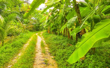 Güneydoğu Asya 'daki Güney Tayland' da Patong Sahili 'ndeki Kathu Bölgesi Phuket Adası' ndaki dağ zirvesine giden tropikal orman ve orman yürüyüş patikası..