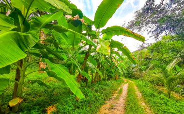 Güneydoğu Asya 'daki Güney Tayland' da Patong Sahili 'ndeki Kathu Bölgesi Phuket Adası' ndaki dağ zirvesine giden tropikal orman ve orman yürüyüş patikası..