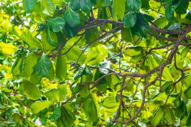 Rio de Janeiro Eyaleti Rio de Janeiro Brezilya 'da yeşil tropik bitkiler yapraklar yaprak ağacı ve orman doğası bırakır..