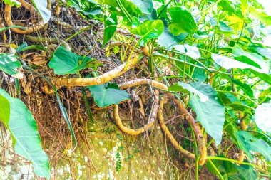 Rio de Janeiro Eyaleti Rio de Janeiro Brezilya 'da yeşil tropik bitkiler yapraklar yaprak ağacı ve orman doğası bırakır..