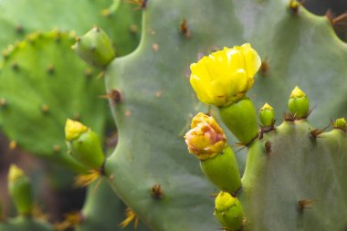 Rio de Janeiro Brezilya 'nın Rio de Janeiro eyaletindeki sahil kıyısında tropikal doğada kaktüs ve kaktüs bitkileri.