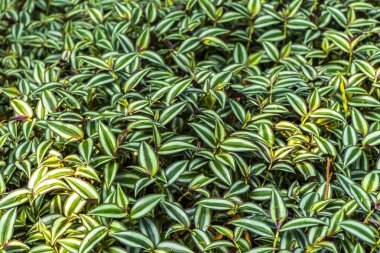 Rio de Janeiro Brezilya 'nın Rio de Janeiro eyaletinde tropik bitkiler yaprak deseni bırakır.