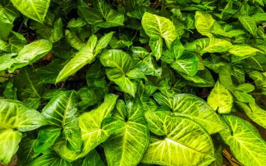 Rio de Janeiro Eyaleti Rio de Janeiro Brezilya 'da yeşil tropik bitkiler yapraklar yaprak ağacı ve orman doğası bırakır..