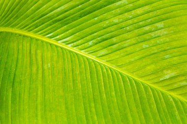 Rio de Janeiro Brezilya 'nın Rio de Janeiro eyaletinde tropik bitkiler yaprak deseni bırakır.