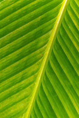 Rio de Janeiro Brezilya 'nın Rio de Janeiro eyaletinde tropik bitkiler yaprak deseni bırakır.