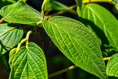 Rio de Janeiro Eyaleti Rio de Janeiro Brezilya 'da yeşil tropik bitkiler yapraklar yaprak ağacı ve orman doğası bırakır..