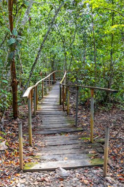 Brezilya 'nın Amazonas eyaletinin Başkan Figueiredo eyaletinde tropikal orman doğasında ve yağmur ormanlarında bulunan kırmızı nehir suyu ve şelale sularına giden tahta patika yolu..