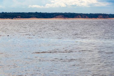 Amazon nehir yunusları Boto bufeo veya pembe nehir yunusları Rio Negro 'da yüzüyorlar Iranduba Manaus Eyaleti Amazon Brezilya' da.