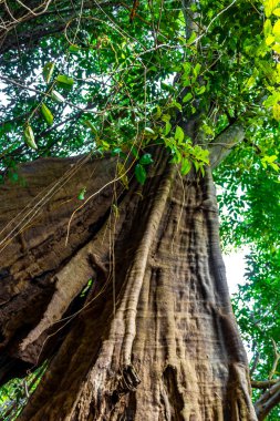 İranduba Manaus Brezilya 'nın Amazon Eyaleti' ndeki orman yağmur ormanlarında devasa kökleri ve dalları olan tropikal ağaçlar..