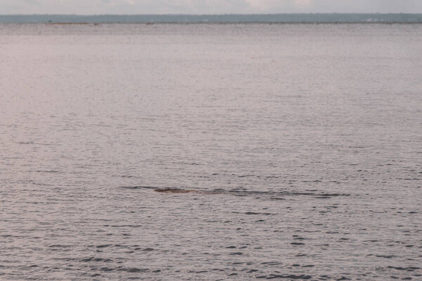 Дельфины реки Амазонки Boto bufeo или розовый речной дельфин плавание на поверхности воды в Рио-Негро в Iranduba Manaus штат Амазонас Бразилия.