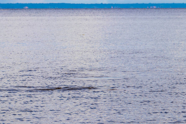 Дельфины реки Амазонки Boto bufeo или розовый речной дельфин плавание на поверхности воды в Рио-Негро в Iranduba Manaus штат Амазонас Бразилия.