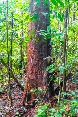 Brezilya 'nın Amazonas eyaletinin Başkan Figueiredo eyaletindeki yerel yağmur ormanlarındaki dev tropikal ağaç..