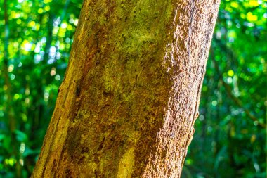 Brezilya 'nın Amazonas eyaletindeki yağmur ormanlarında tropik kahverengi ağaç kabuğu deseni yosun ve liken çizer..
