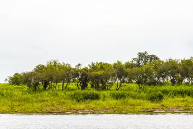 Tropik orman yağmur ormanları ve mavi bulutlu gökyüzü Rio Negro 'nun karasu ile Amazon Nehri' nin Iranduba Manaus Eyaleti Brezilya 'daki beyazsuyunun karıştığı tekne gezisi gezisinde..