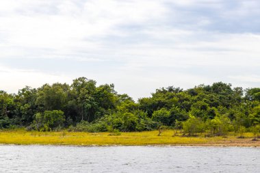 Tropik orman yağmur ormanları ve mavi bulutlu gökyüzü Rio Negro 'nun karasu ile Amazon Nehri' nin Iranduba Manaus Eyaleti Brezilya 'daki beyazsuyunun karıştığı tekne gezisi gezisinde..