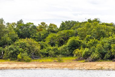 Tropik orman yağmur ormanları ve mavi bulutlu gökyüzü Rio Negro 'nun karasu ile Amazon Nehri' nin Iranduba Manaus Eyaleti Brezilya 'daki beyazsuyunun karıştığı tekne gezisi gezisinde..