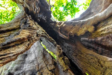 İranduba Manaus Brezilya 'nın Amazon Eyaleti' ndeki orman yağmur ormanlarında devasa kökleri ve dalları olan tropikal ağaçlar..