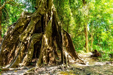 İranduba Manaus Brezilya 'nın Amazon Eyaleti' ndeki orman yağmur ormanlarında devasa kökleri ve dalları olan tropikal ağaçlar..